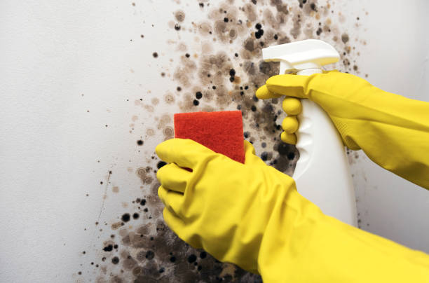 Best Mold Damage Repair  in Uniontown, AL