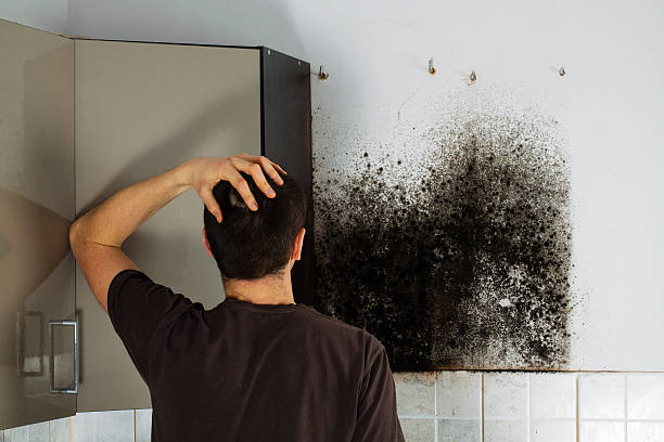 Best Home Mold Removal  in Uniontown, AL