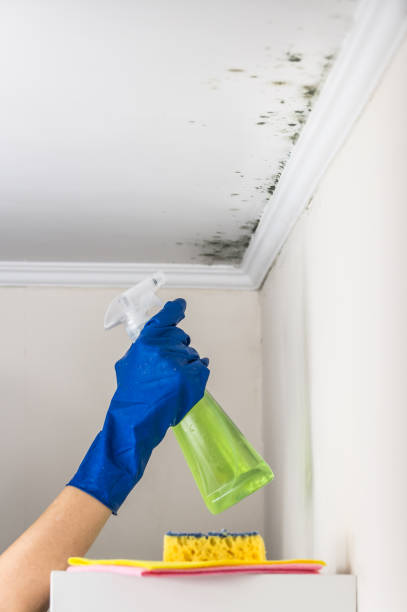 Best Emergency Mold Removal  in Uniontown, AL