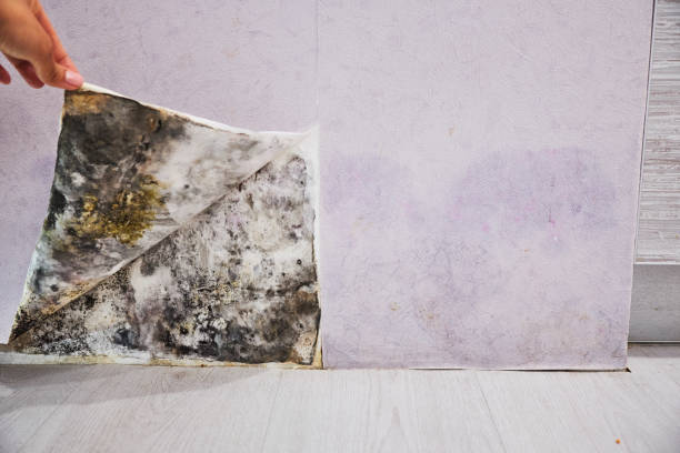 Best Commercial Mold Removal  in Uniontown, AL